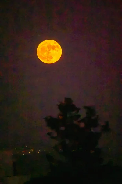 Vista Una Super Luna Llena Sobre Los Árboles —  Fotos de Stock