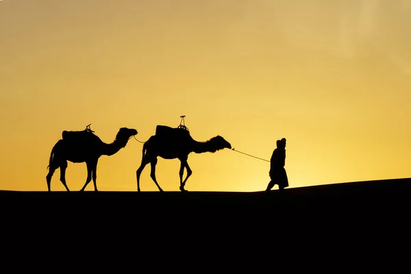 ラクダやハンドラの日の出のシルエット メルズーガの砂丘で サハラ砂漠 モロッコ — ストック写真