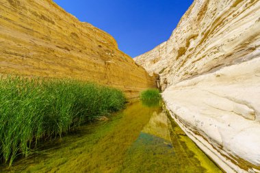 Ein Avdat Milli Parkı Kanyonu manzarası, Negev Çölü 'nde vaha, Güney İsrail