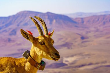 Güney İsrail 'deki Negev Çölü' nde, Makhtesh (krater) Ramon 'un kıyısında bilimsel izleme etiketli dişi Nubian Ibex' in görüntüsü.