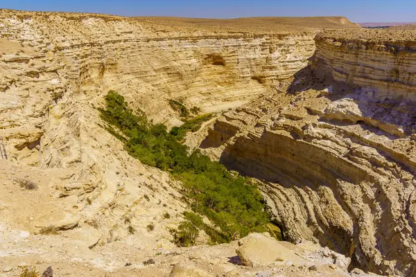 Ein Avdat Milli Parkı Kanyonu 'nun üst manzarası, Güney İsrail' deki Negev Çölü 'nde bir vaha.