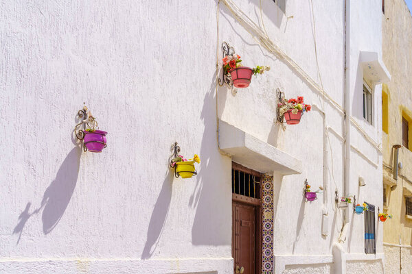 View of colorful plant pots, windows, on a typical house white wall, the Kasbah of the Udayas, in Rabat, Morocco