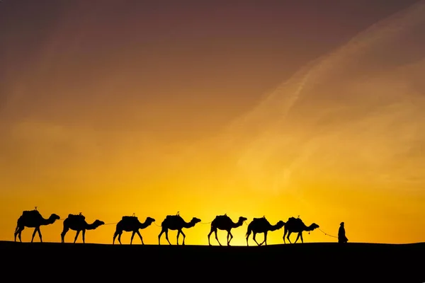 Auringonnousu Siluetti Kameleita Käsittelijä Hiekkadyynit Merzouga Saharan Autiomaassa Marokko tekijänoikeusvapaita kuvapankkikuvia