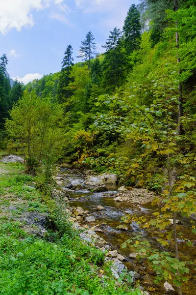 Bulgaristan 'ın güneyindeki Rodop Dağları' ndaki Buynovo Nehri Vadisi manzarası