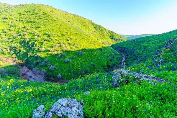 Tabor Akıntısı manzarası, kışlık kır çiçekleri, Aşağı Celile, İsrail