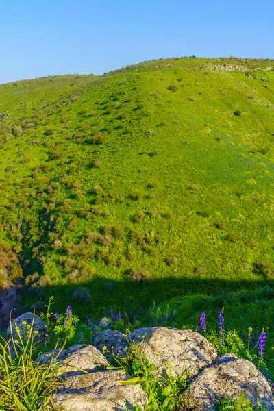 Tabor Akıntısı manzarası, kışlık kır çiçekleri, Aşağı Celile, İsrail