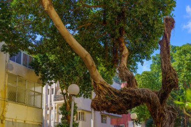 Hayfa, İsrail 'deki Hadar HaCarmel mahallesindeki ağaç dalları ve binaların manzarası