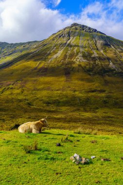 Skye Adası, İç Hebrides, İskoçya, İngiltere 'deki İskoçya İneği Manzarası