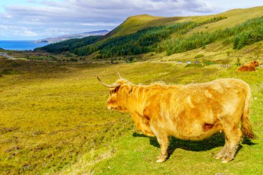 Skye Adası, İç Hebrides, İskoçya, İngiltere 'deki İskoçya İneği Manzarası