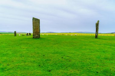 Stenness 'in Ayakta Duran Taşları' nın görüntüsü, koyunlarla birlikte, Orkney Adaları, İskoçya, İngiltere