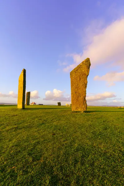 Stenness 'in Ayakta Duran Taşları' nın günbatımı manzarası, koyunlarla, Orkney Adaları, İskoçya, İngiltere