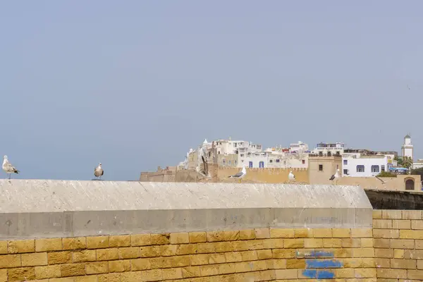 stock image View of a seagulls with the walls of the medina in the background, in Essaouira (Mogador), Morocco