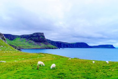 Neist Point, Skye Adası, Inner Hebrides, İskoçya, İngiltere 'de koyun ve kayalıkların manzarası