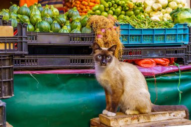 View if a cat, and vegetables on sale, in the market of the Old Medina, Casablanca, Morocco clipart