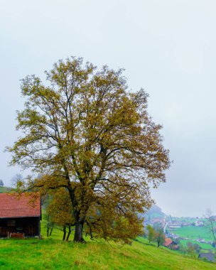 Arka planda Constance Gölü, kuzeydoğu İsviçre ile kırsal manzara