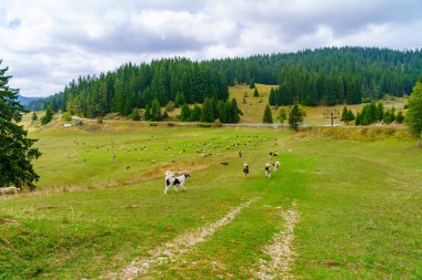 View of landscape, sheep, and herd dogs, in the Rhodope Mountains, southern Bulgaria clipart