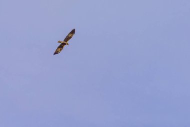 Eilat, Güney İsrail 'de bir Steppe Şahin (Buteo buteo vulpinus) kuşunun görüntüsü