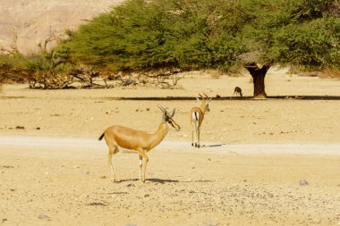 Dorcas ceylanı (Gazella dorcas), Yotvata Hai-Bar Doğa Koruma Alanı, Arava Çölü, Güney İsrail
