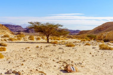 İsrail 'in güneyindeki Timna çöl parkında, Acacia ağaçlarıyla kaya oluşumları ve manzara