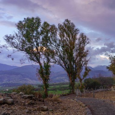 Golan Tepeleri 'ndeki okaliptüs ağaçlarının günbatımı manzarası, arka planda Hermon Dağı, bir kış günü. Kuzey İsrail