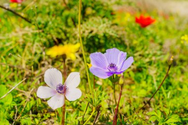 View of colorful Anemone wildflowers, in Emek HaShalom (Valley of Peace), Northern Israel clipart