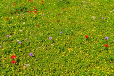Emek Şalom 'da (Barış Vadisi), Kuzey İsrail' de renkli Anemone ve diğer kır çiçekleriyle dolu bir tarlanın manzarası