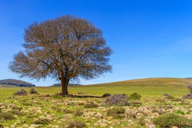 Orta Atlas Dağları, Fas 'ta yalnız bir ağaç manzarası.