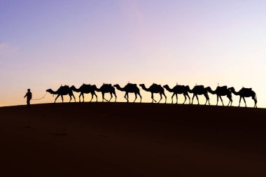 Develerin ve idarecilerin gündoğumu silueti, Merzouga 'nın kum tepelerinde, Sahra Çölü, Fas
