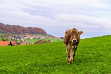 View of countryside landscape, with cows, and Lake Constance in the background, northeast Switzerland clipart