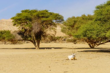 Arap antilobu, Yotvata Hai-Bar Doğa Koruma Alanı, Arava Çölü, Güney İsrail