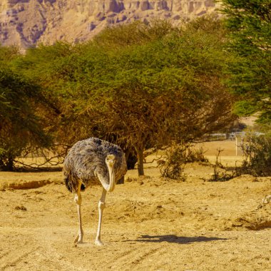 Devekuşu, Yotvata Hai-Bar Doğa Koruma Alanı, Arava Çölü, Güney İsrail