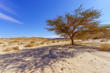 İsrail 'in güneyindeki Timna çöl parkında, Acacia ağaçlarıyla kaya oluşumları ve manzara