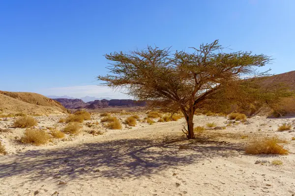 İsrail 'in güneyindeki Timna çöl parkında, Acacia ağaçlarıyla kaya oluşumları ve manzara