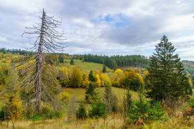 Kara Orman, Baden-Wurttemberg, Güneybatı Almanya 'da bir kır manzarası