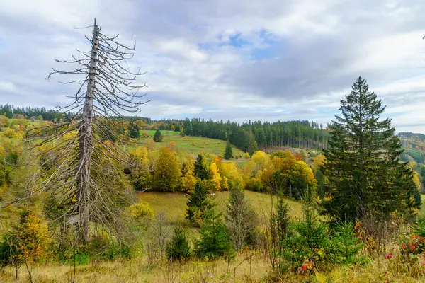 Kara Orman, Baden-Wurttemberg, Güneybatı Almanya 'da bir kır manzarası