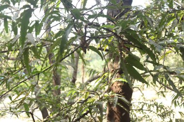 Ormanın güzel manzarası