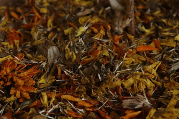 Çiçekli hayvanlar bir tencereye kapanıyor.