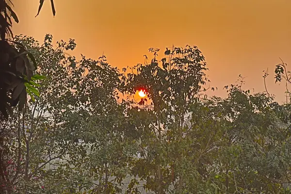 Ormanda gün batımı