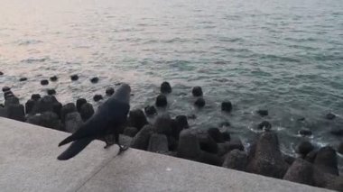 Martılar denizin üzerinde uçuyor..