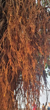 Işıkların bulanık arkaplanı ve bokeh