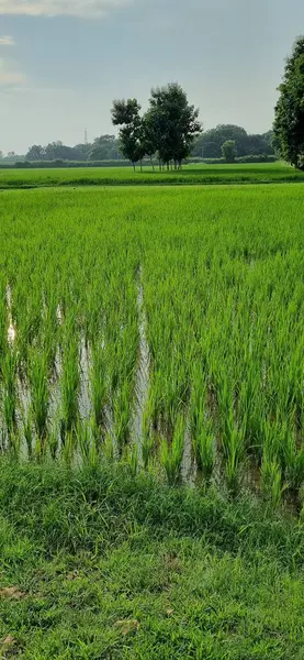 Sabah yeşil pirinç tarlası