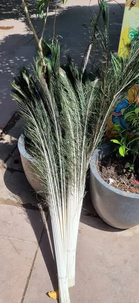 Bahçedeki yeşil çimenler