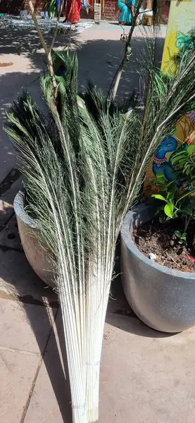 Güzel botanik fotoğrafı, doğal duvar kağıdı.