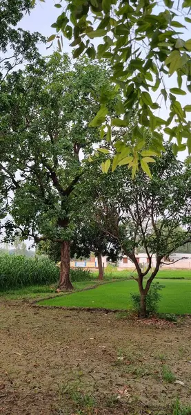 Ormanda yeşil yapraklar