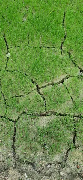 yeşil çimen dokusu arkaplanı