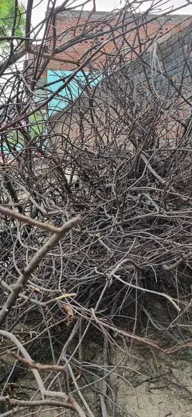 Kuru ağaç dalları ormandaki