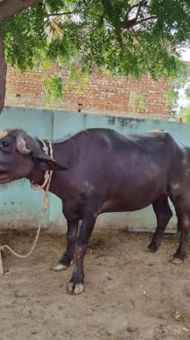 Hayvanat bahçesindeki siyah beyaz inek