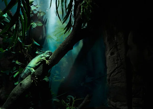 Una Foto Una Iguana Verde Acostada Sobre Una Rama Sobre —  Fotos de Stock