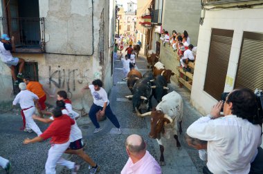 Brihuega, İspanya - 16 Ağustos 2012. Brihuega 'nın geleneksel encierro' sunda boğaların önünde koşan insanların heyecanını yakalayan heyecan verici bir fotoğraf.
