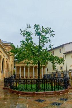 20-10-2012 Guernica, İspanya - Guernica 'nın ünlü ağacının büyüleyici görüntüsü, dayanıklılığı, tarihi ve kalıcı kültürel önemi simgeliyor.